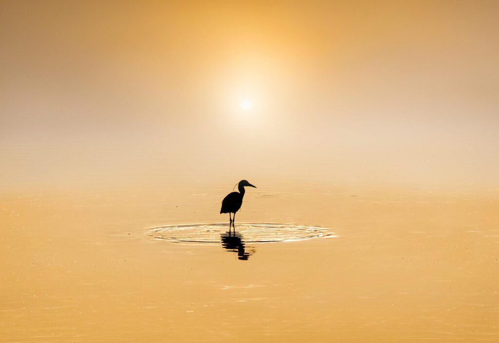 Voel je de eenzaamheid in deze afbeelding of de warme zon?