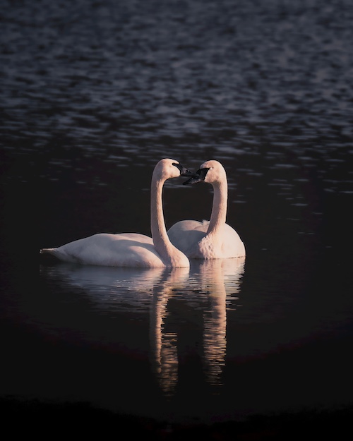 Hoe partners elkaar beter kunnen leren begrijpen en verbinden als deze twee zwanen.