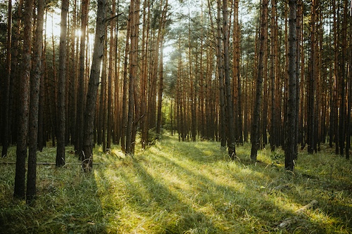 Herstellende vermogen van de natuur en het helende vermogen van mensen in verbinding.